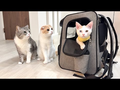 3ヶ月一緒に過ごした子猫とお別れすることになりました。