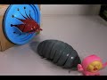 こびとづかんのカクレモモジリがだんごむしに追いかけられるよ