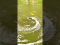 Remote control speedboat