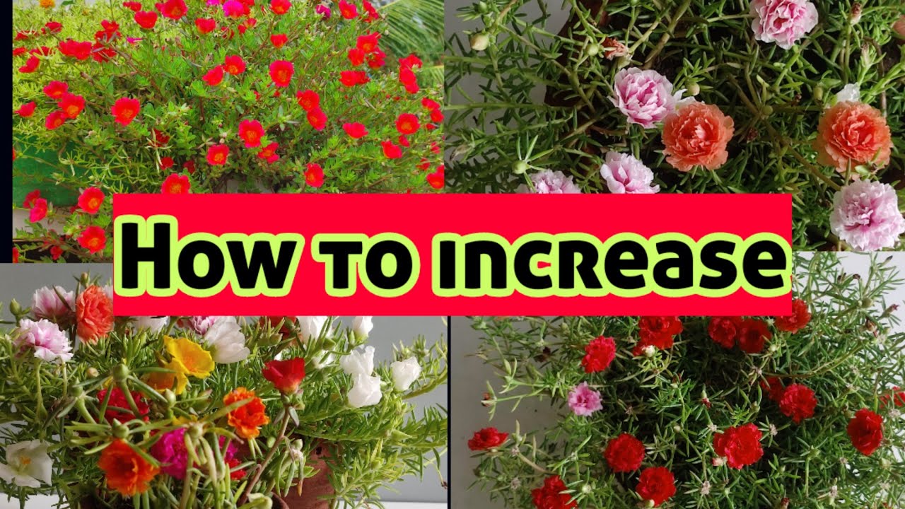 How to increase flowers in portulaca table rose plant Portulaca