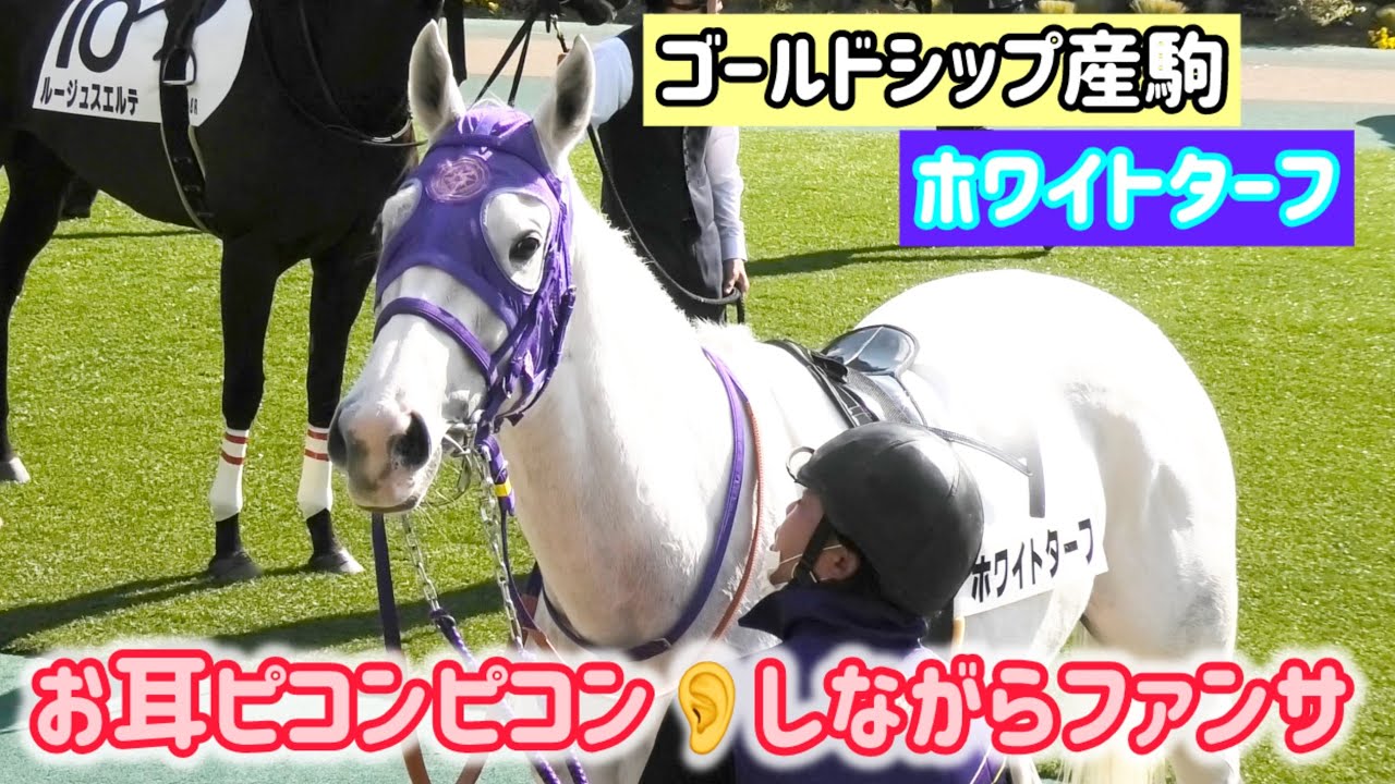 【ゴールドシップ産駒】お耳ピコンピコンしながらのファンサが可愛すぎる❤️厩務員さんからの首こしょこしょも！ホワイトターフ