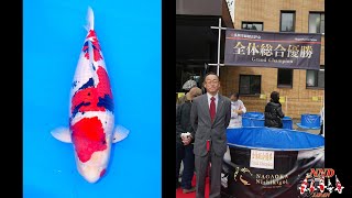 Marusho Sanke 87cm wins G.C. at Nagaoka Koi Show 2021!