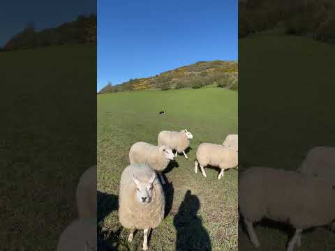 Amazing dog herding a field of sheep