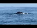 Baleines  bosses dans la baie de samana 