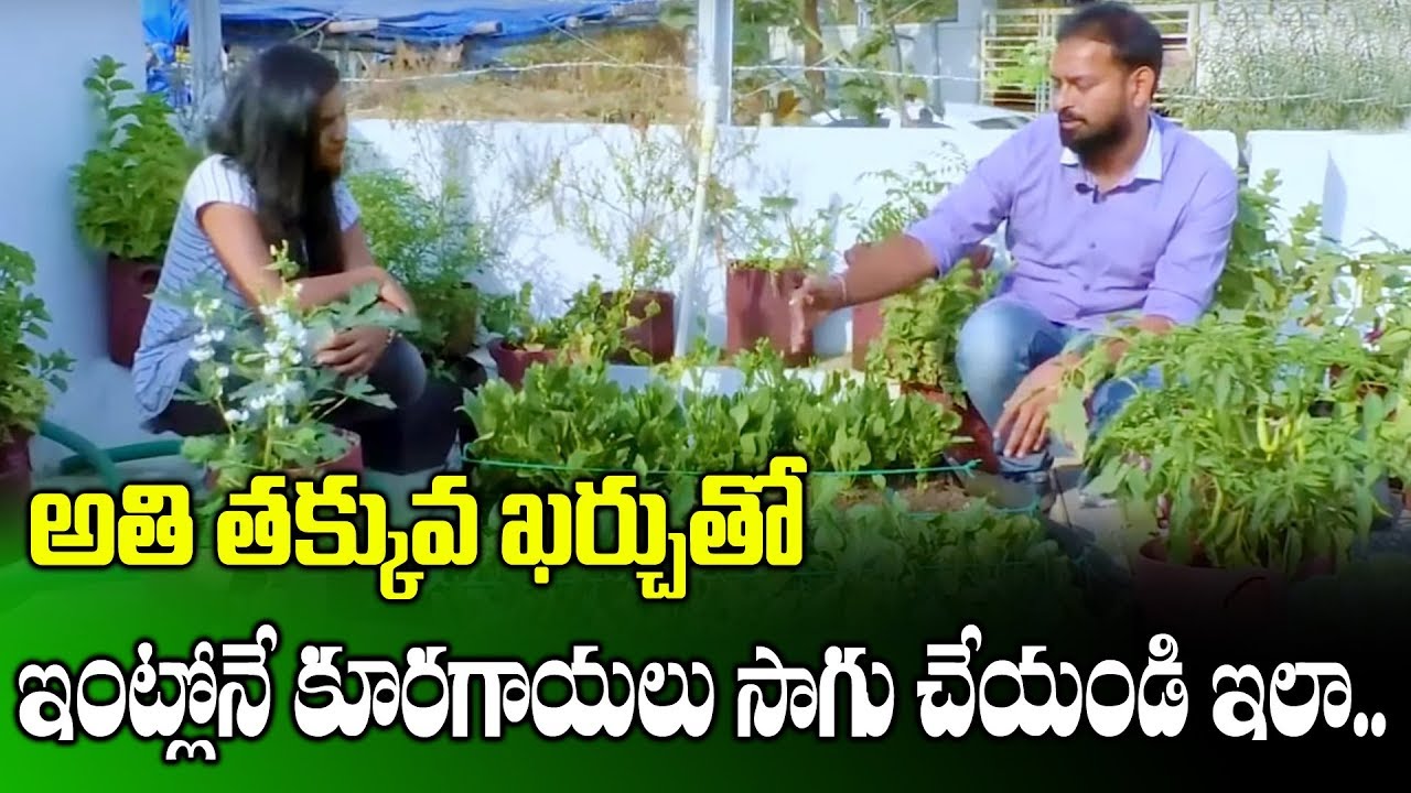 How To Cultivate All Varieties Of Vegetables At Home || Natural Farming || SumanTV Rythu How To Cultivate All Varieties Of Vegetables At Home || Natural Farming || SumanTV Rythu