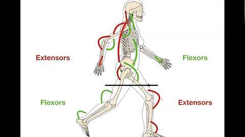 Lecture 9.2B Muscle Action part 2