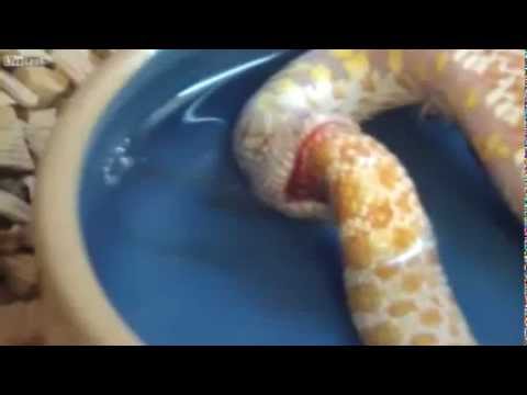 video aneh ular makan tubuhnya sendiri
