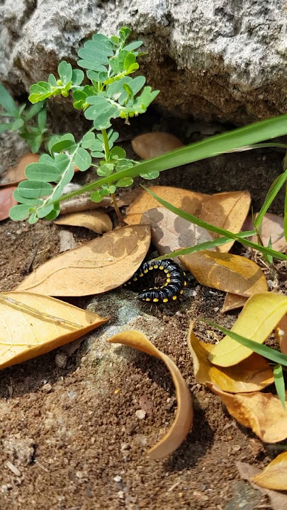 PUT44R BALIK DULU KAWAAN !!!!! #millipede #kakiseribu #luwing