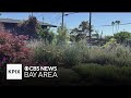 Petaluma's Mulch Madness program helping homeowners create drought-tolerant gardens