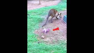 Mom Left Her Baby Kangaroo 🦘🥹💔