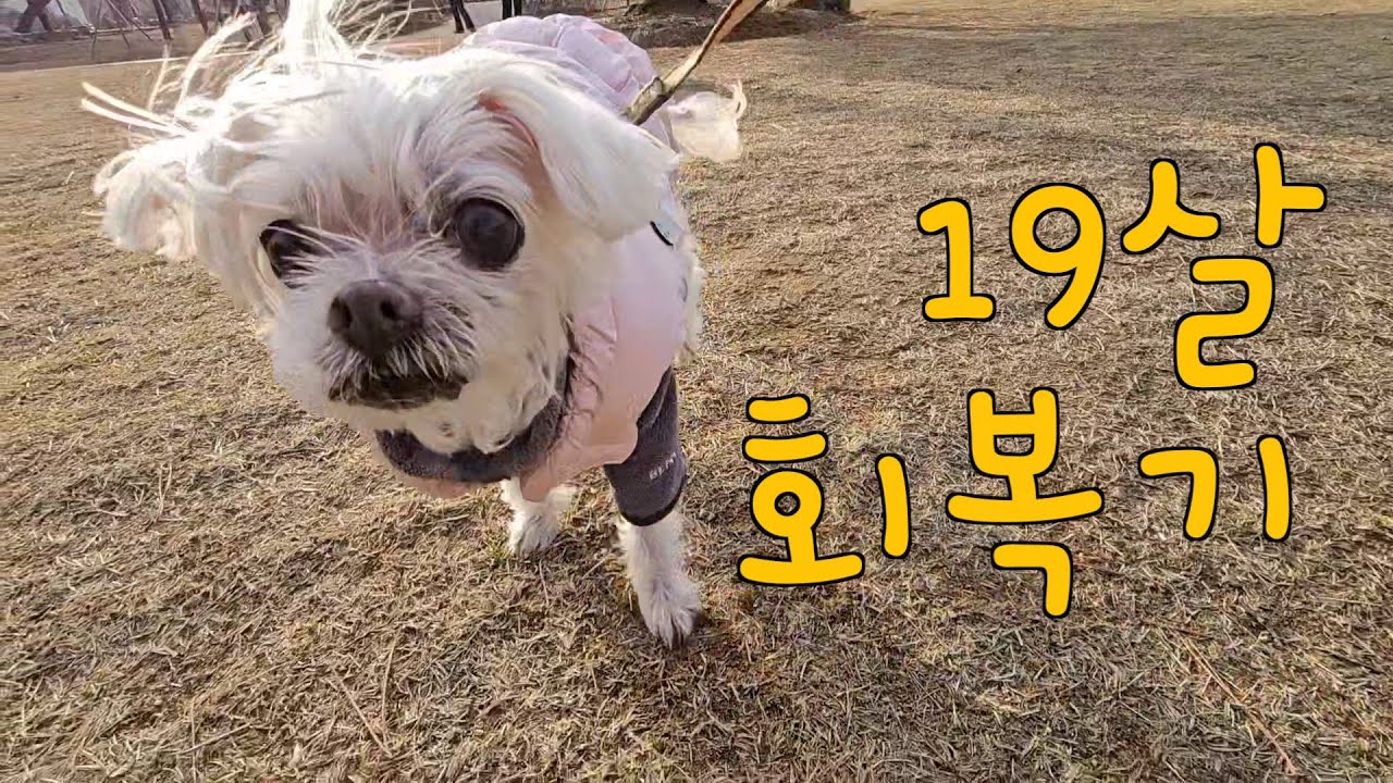 19살 강아지 회복하자 방언터진 언니와 강아지를 함께 살려주신 고마운 분들❤️🙏🏻