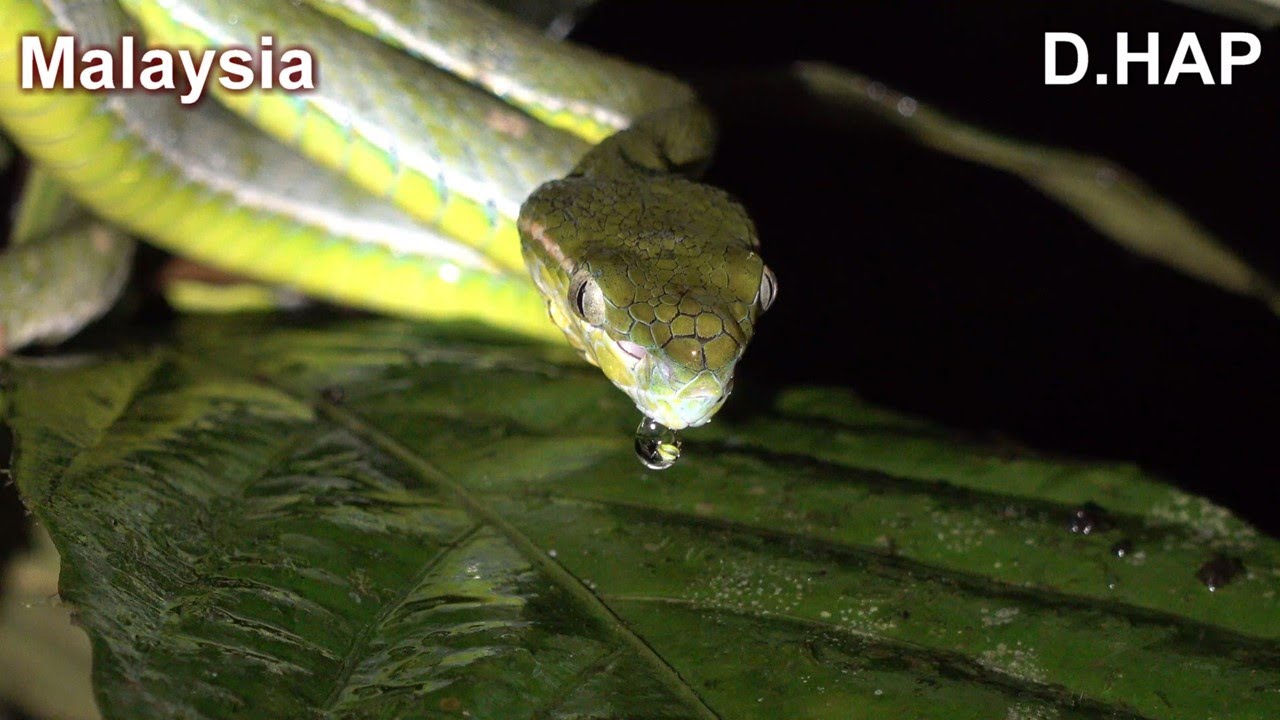 [D.HAP] Exploration to the Malaysia - YouTube