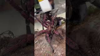 Female Tarantula Tries To Eat Male