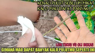 JANGAN HERAN KALO PULUT DARI OLI BEKAS KAYA GINI! kenali pulut sebelum mikat