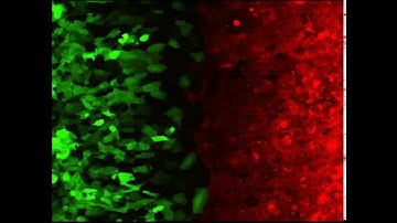 [JuLI Stage Application Video]U2 OS stabel cell images for 65 hours after stratch Wound Healing
