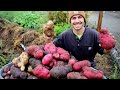 First Year Garden Potato Harvest | The BIGGEST Spuds We