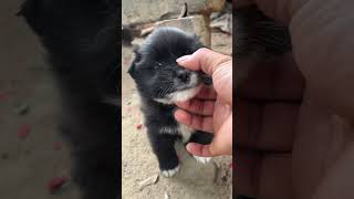 Little Puppie Are Easy To Be Angry😅#Viral #Cute #Funny