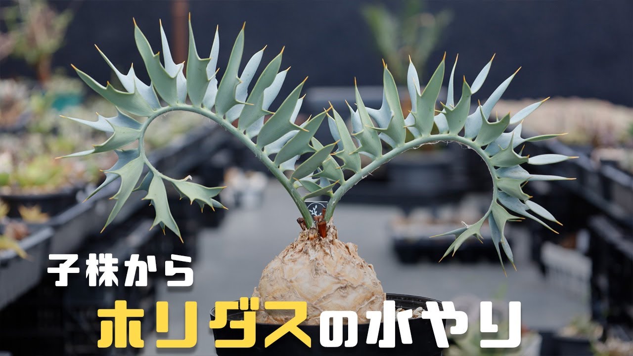 A thorough explanation of the correct watering method for horidus