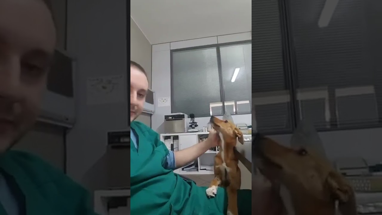 Coco bellissima cucciola