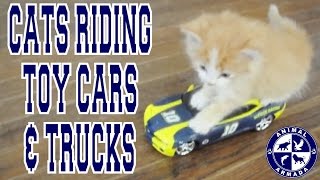 Cute Cats Riding Toy Cars Jeeps & Trucks Compilation by AnimalArmada 13,113 views 7 years ago 2 minutes, 51 seconds