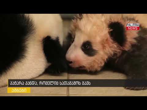 პატარა პანდა, რომელიც სათამაშოს ჰგავს