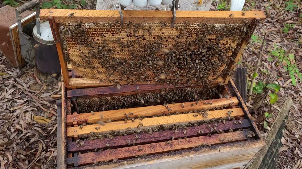 Como fazer o enxame se desenvolver - troca da Rainha