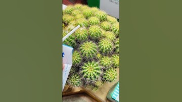 Cách chăm sóc cây bằng sữa…