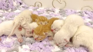 Mesmerizing beauty: Staring at the pink spouts of newborn kittens!