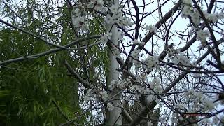 Снег в Мисхоре 17 Марта. Бамбук, цветущая алыча. Ялта Крым.  Snow in Miskhor Bamboo, blooming plum