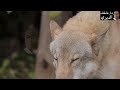 Animals That Are Cute But Dangerous 