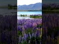 Pippin's Song: Edge of Night Amy Wallace & The Horse Valse #shorts #newzealand