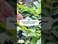 Tips Mengatasi Hama Tanaman Secara Alami & Efektif | Best Natural Ways to Control Plant Pests 🌱