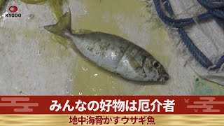 みんなの好物は厄介者 地中海脅かすウサギ魚