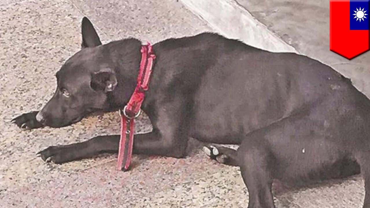 Depressed suicidal dog kills itself by jumping off fourth floor balcony