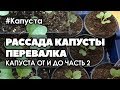 🌱 #2 Как вырастить рассаду ранней капусты в домашних условиях | Рассаде 14 дней. Перевалка.