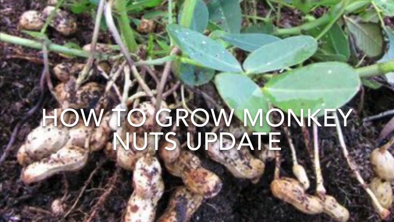 How To Grow Peanuts Monkey Nuts In The UK Part 3 Vegetable how-to-grow-peanuts-monkey-nuts-in-the-uk-part-3-vegetable