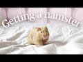 I got a new hamster & supply haul *So Cute* | VLOG 🌱🌸