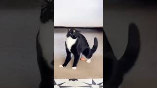 Funny Cats 😹 Episode 544 #Shorts