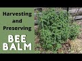 How to Harvest and Preserve Bee Balm