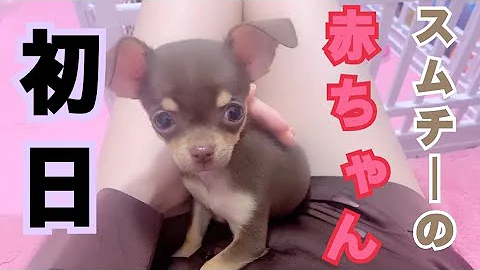 Download チワワ チョコタン ブリーダー Mp4 Mp3 Download チワワ チョコタン ブリーダー Mp4 Mp3