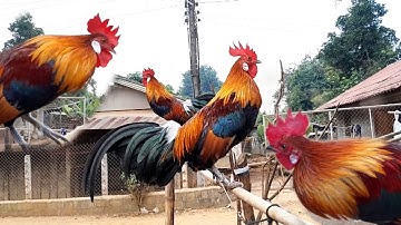 ชมไก่ต่อลูกผสม qaib dib qaib qus
