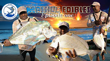 You would not believe the amount of edibles on this single trip. NATAL STUMPNOSE//KINGFISH