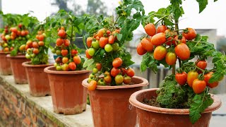 The Secret To Growing Tomatoes In Pots Produces Lots Of Fresh, Nutritious Fruit