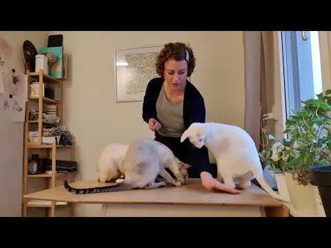 Video: Typer Av Loppbehandlingar För Katter