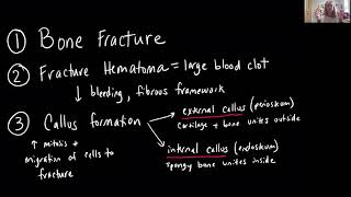 Bio 2010 Lect 6.10 Bone Repair