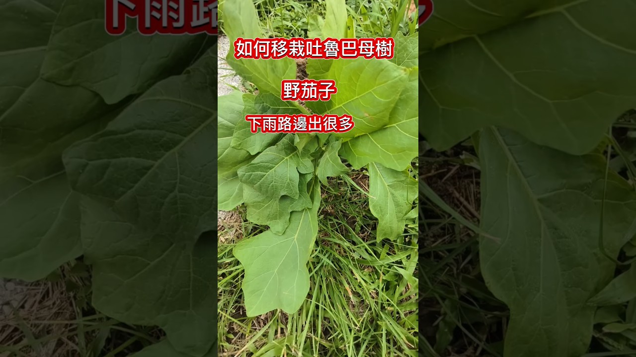 你想要棵茄子樹嗎 偶遇吐魯巴母樹苗 如何移苗 縮圖