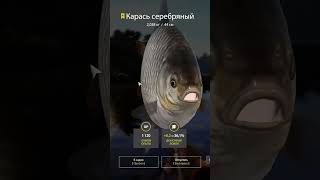 Русская рыбалка 4 озеро комариное  точка 53:87. Подписывайтесь ставьте лайки