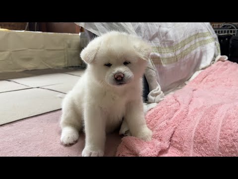高橋さんちの秋田犬#7 白毛のこまちちゃんにメロメロ