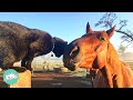 It was love at first sight horse hangs out with cat 247  cuddle buddies