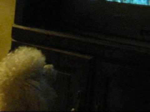 Sophia the toy poodle watches Homeward Bound